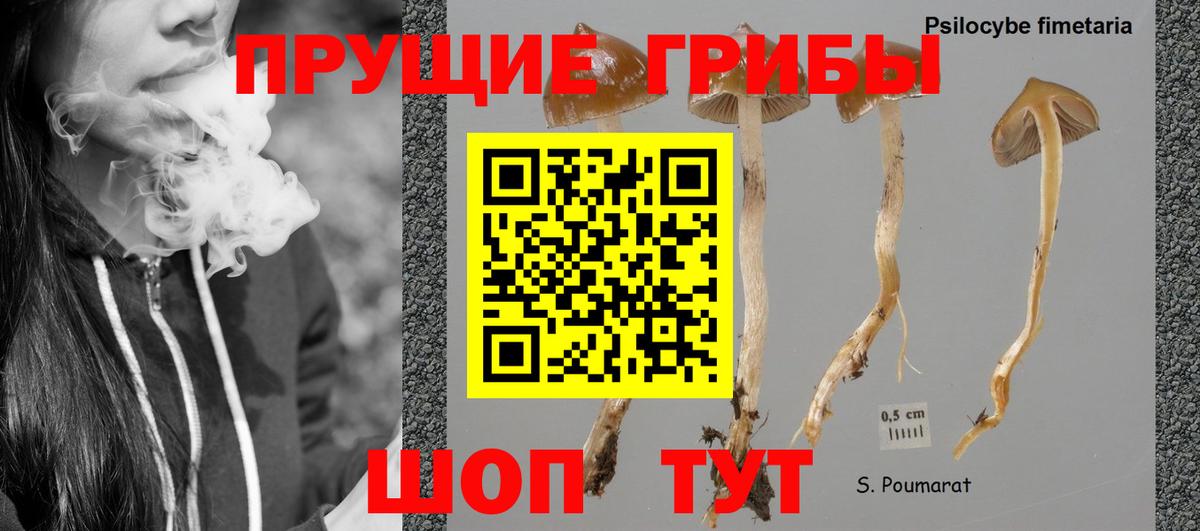 Галлюциногенные грибы Cubensis  Вход с VPN  Бердск 
